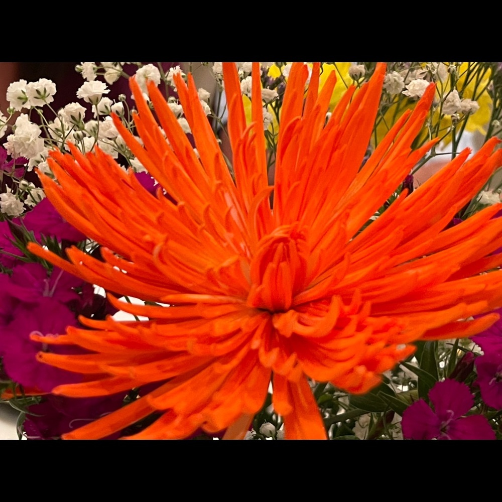 Meet your Posher, Fay